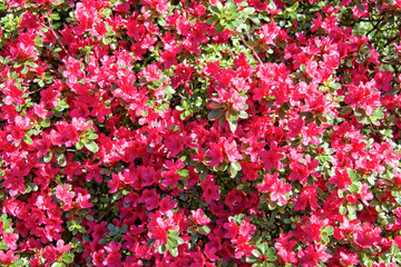 Azalea in bloom, pink spring background