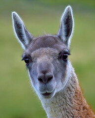 Obraz premium Close up of a Guanaco - Chile