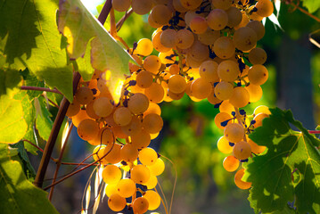 Uva e vigne, tempo di vendemmia