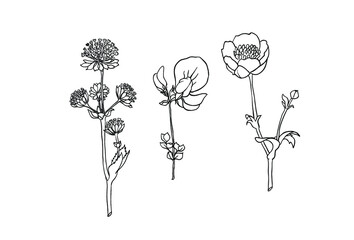 Carpathian flowers vector ink line illustration set 