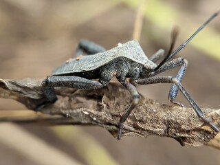 Black beetle on branch