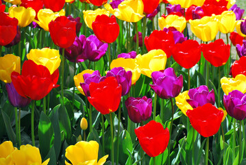 Tulips blooming in Amsterdam, Netherlands.