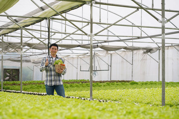 Farmer harvest farm products and fresh vegetables in greenhouse or organic farm by using wooden basket for supply chain and delivery to customer as hydroponic farm and agriculture business concept