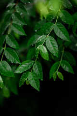 Close-ups of nature during the rainy season with water on the leaves, background images and green leaf patterns.