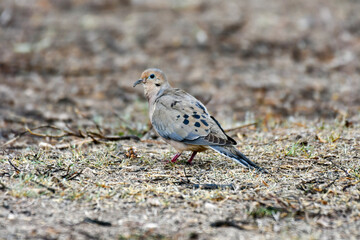 Fototapeta premium sparrow on the beach