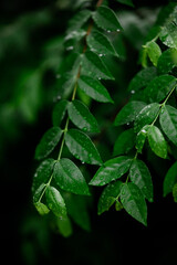 Close-ups of nature during the rainy season with water on the leaves, background images and green leaf patterns.