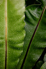 Close-ups of nature during the rainy season with water on the leaves, background images and green leaf patterns.