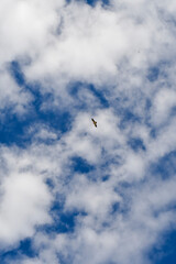 Fototapeta premium seagull in flight