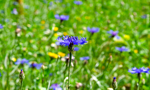 Blumenwiese mit Kornblumen, Ackerpflanzen