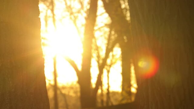sunset in the forest hiding behind the pine trees