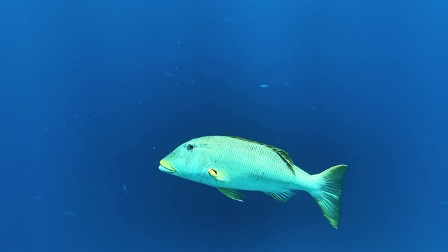 Coral reef in the red sea underwater colorful tropical fish. POV snorkeling. Tropical colorful seascape. Underwater reef. Reef coral scene. Egypt. Spangled emperor or Lethrinus nebulosus.
