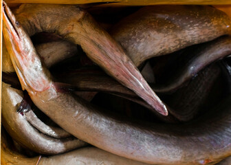 Top view of daggertooth conger eels for sale. - obrazy, fototapety, plakaty