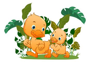 The cute of the sibling duck are taking around together in the farm