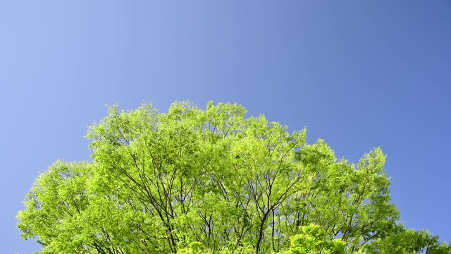 空を見上げる樹木