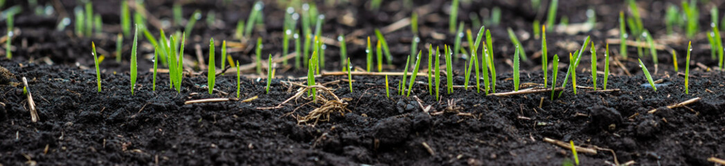 Young spring barley with dew
