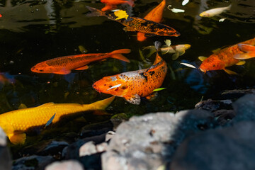 Very beautiful pond with goldfish. Koi carp - colorful decorative fish for decorating artificial reservoirs. Rich colors, individuals of different sizes among water, vegetation and rocks