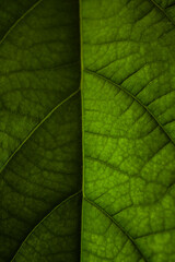 Close-up of a green leaf, macro, texture