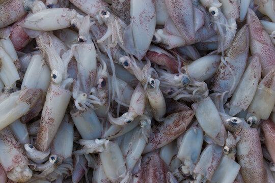 Collection of squid seafood for sale in the market.