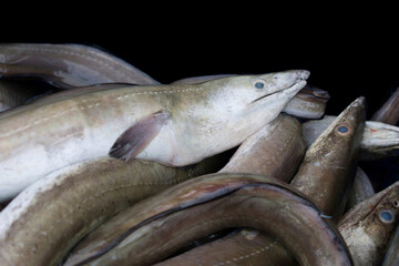 Collection of conger eels isolated on black. - obrazy, fototapety, plakaty