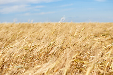 Ripening ears of yellow wheat field on the sunset cloudy blue sky background. golden wheat field and sunny day