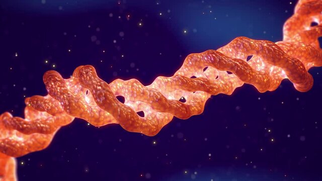 Animation of Collagen triple helix molecule. Collagen is the main component of bones, skin, muscle, cartilage  and tendons.
