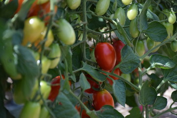 tomatoes on a branch