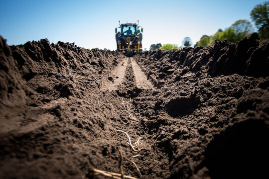 Plantation d'asperge dans un champs sous le soleil