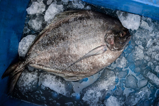 Top view of black pomfret fish kept on ice in a container.