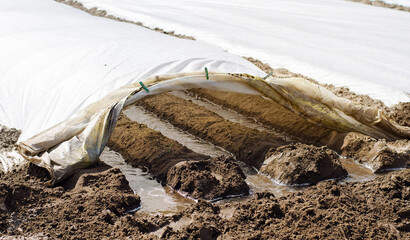 Irrigation rows under agrofibre in small greenhouses. Spunbond to protect against frost and keep humidity of vegetables. Farming and agriculture. Countryside. Growing potatoes. Selective focus