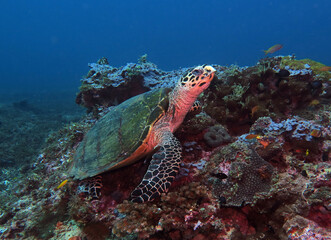 Naklejka na ściany i meble A Hawksbill turtle on hard corals Boracay Island Philippines 