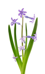 Wild hyacinth flowers isolated on white background. Hyacinthus orientalis. Beautiful spring flowers.