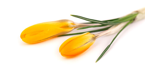 Yellow crocus flower isolated on white background. Beautiful spring flowers.