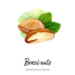 Brazil nut watercolor illustration isolated on splash background