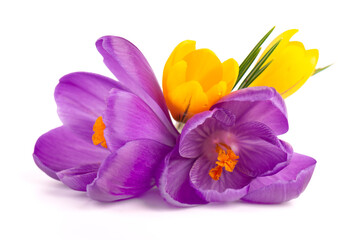 Crocus flowers bouquet, isolated on white background. Beautiful spring flowers.