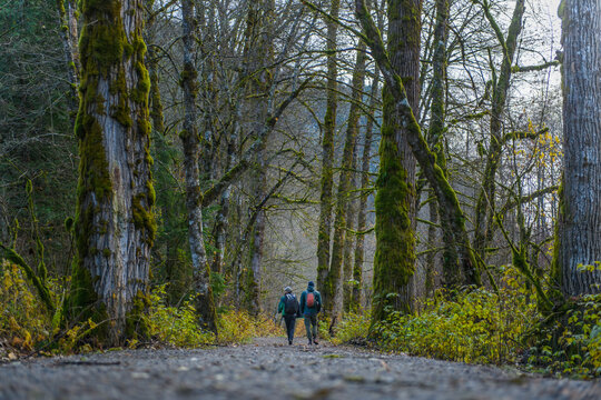 Canada, British Columbia, Squamish, Men hiking in forest