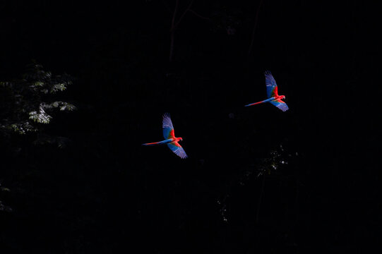 Brazil, Mato Grosso Do Sul, Jardim, Scarlet macaws in flight