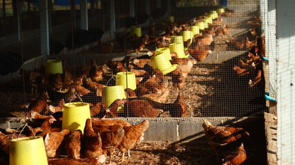 The chicken egg farm with the light of the sun in the evening.