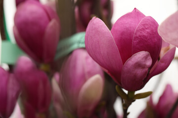 Obraz premium Closeup view of beautiful blooming magnolia tree outdoors. Space for text