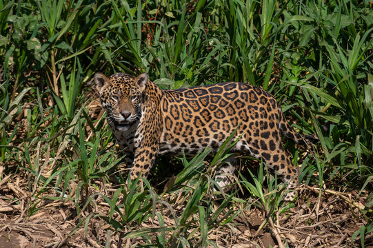 Brazil, Mato Grosso, Jaguar standing in bushes
