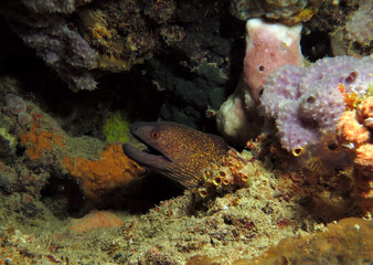 A Giant moray eel hidden amongst corals Boracay Island Philippines