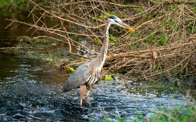 Great Blue Heron fishing in marsh at Orlando wetlands park near Cape Canaveral in Christmas Florida.