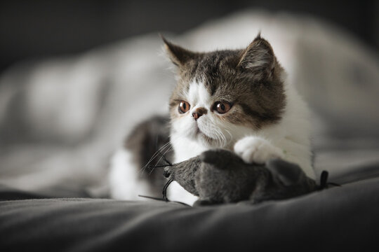 Portugal, Lisbon, Black and white kitten with toy mouse on bed