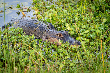 Wild American Alligator basking in marsh fauna at Orlando wetlands park near Cape Canaveral in...