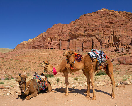 Al Khazneh, The Petra Treasury, with decorated dromedaries in front - Petra, Jordan