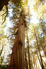 Alerce milenario en la selva Valdiviana, Patagonia Argentina