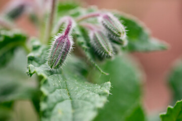 Borage Flower Bud