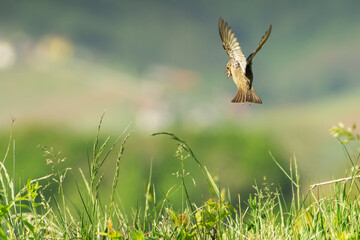 green winged blackbird