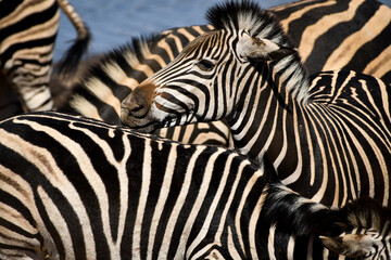 Herd of Zebras in the wild. Close up
