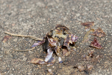 Ants having their meal