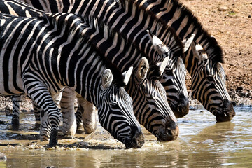 Fototapeta na wymiar Zebras dinking at water hole